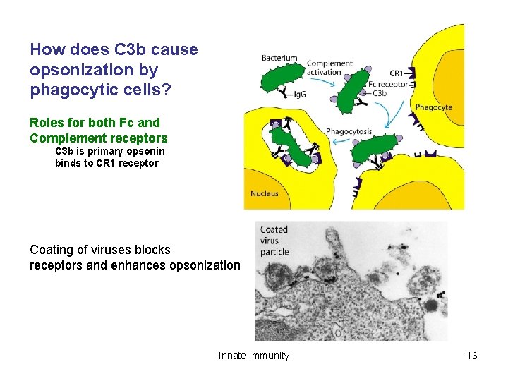 How does C 3 b cause opsonization by phagocytic cells? Roles for both Fc
