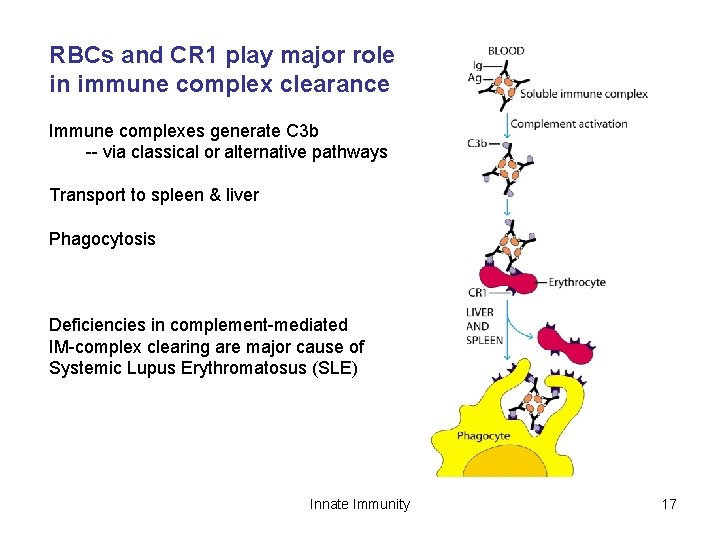 RBCs and CR 1 play major role in immune complex clearance Immune complexes generate