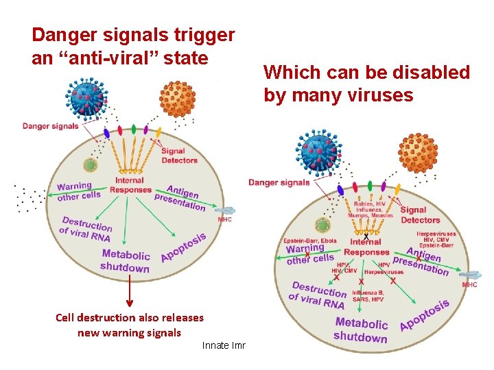 Danger signals trigger an “anti-viral” state Which can be disabled by many viruses Cell