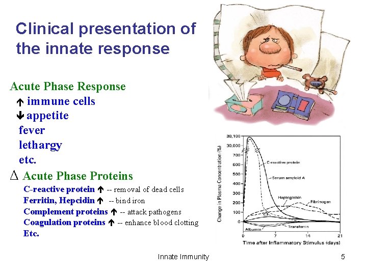 Clinical presentation of the innate response Acute Phase Response immune cells appetite fever lethargy