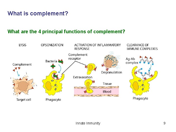 What is complement? What are the 4 principal functions of complement? Innate Immunity 9