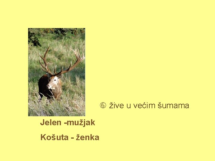  žive u većim šumama Jelen -mužjak Košuta - ženka 