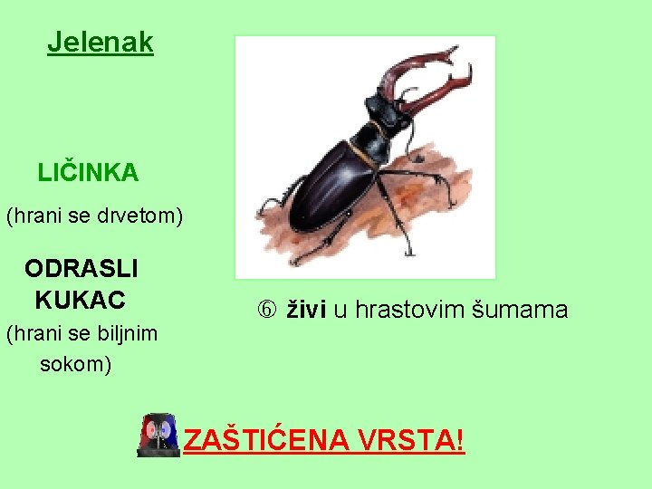 Jelenak LIČINKA (hrani se drvetom) ODRASLI KUKAC (hrani se biljnim sokom) živi u hrastovim