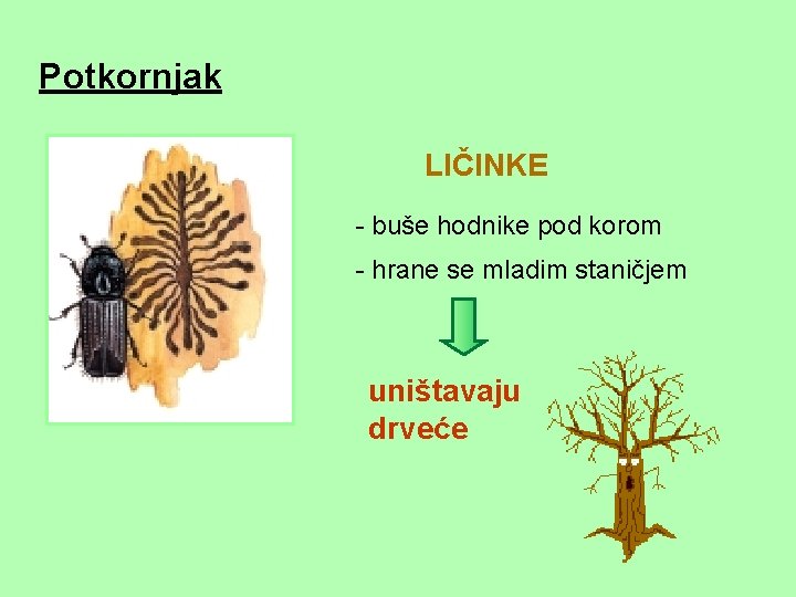 Potkornjak LIČINKE - buše hodnike pod korom - hrane se mladim staničjem uništavaju drveće