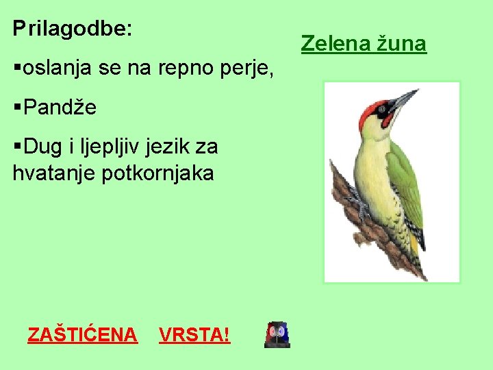 Prilagodbe: §oslanja se na repno perje, §Pandže §Dug i ljepljiv jezik za hvatanje potkornjaka