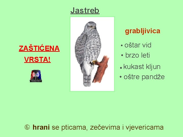 Jastreb grabljivica ZAŠTIĆENA VRSTA! • oštar vid • brzo leti kukast kljun • oštre