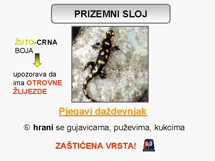 PRIZEMNI SLOJ ŽUTO-CRNA BOJA upozorava da ima OTROVNE ŽLIJEZDE Pjegavi daždevnjak hrani se gujavicama,