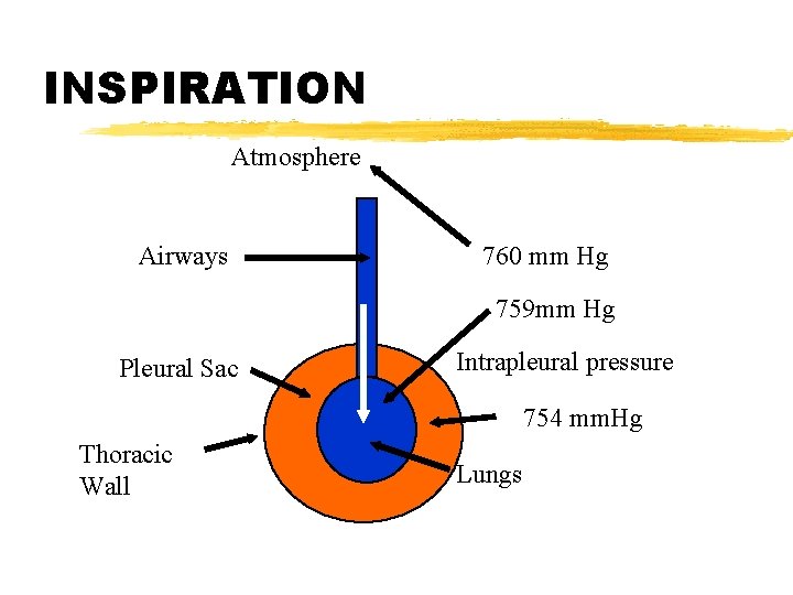 INSPIRATION Atmosphere Airways 760 mm Hg 759 mm Hg Pleural Sac Intrapleural pressure 754