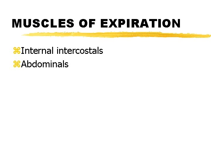 MUSCLES OF EXPIRATION z. Internal intercostals z. Abdominals 