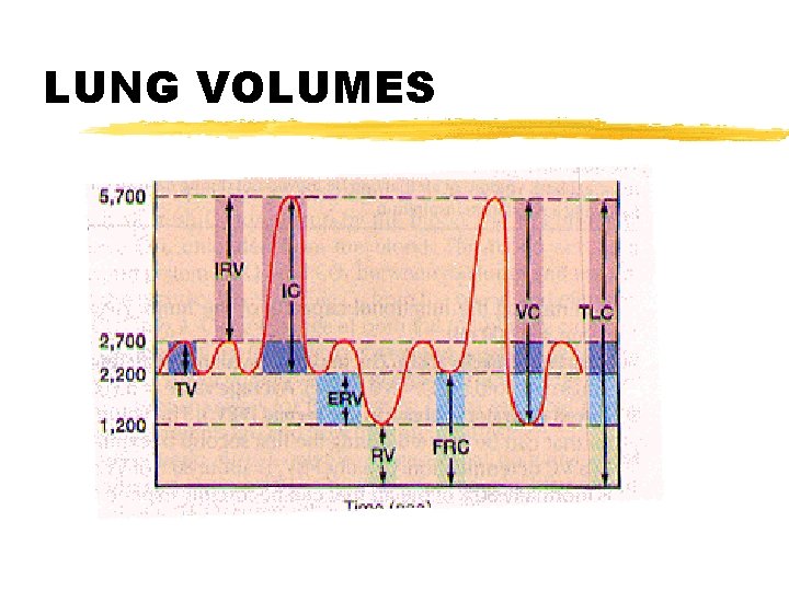 LUNG VOLUMES 