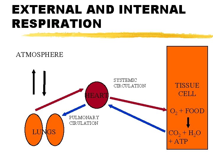 EXTERNAL AND INTERNAL RESPIRATION ATMOSPHERE SYSTEMIC CIRCULATION HEART PULMONARY CIRULATION LUNGS TISSUE CELL O