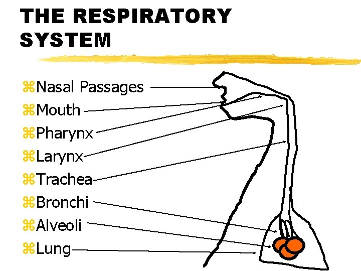 THE RESPIRATORY SYSTEM z. Nasal Passages z. Mouth z. Pharynx z. Larynx z. Trachea