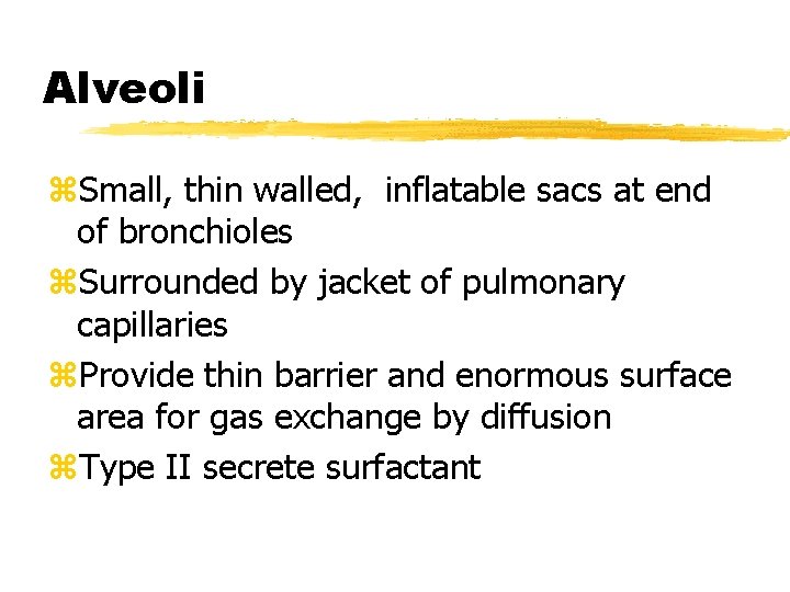 Alveoli z. Small, thin walled, inflatable sacs at end of bronchioles z. Surrounded by Alveoli z. Small, thin walled, inflatable sacs at end of bronchioles z. Surrounded by