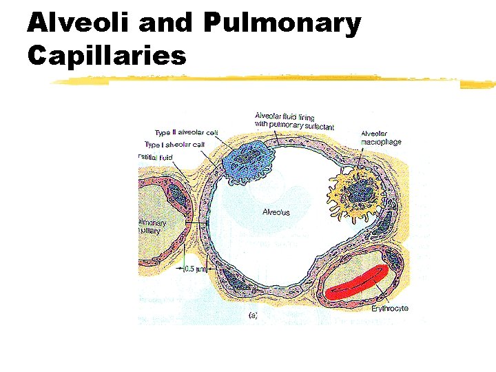 Alveoli and Pulmonary Capillaries Alveoli and Pulmonary Capillaries