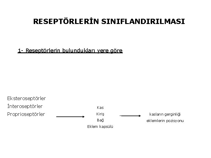 RESEPTÖRLERİN SINIFLANDIRILMASI 1 - Reseptörlerin bulundukları yere göre Eksteroseptörler İnteroseptörler Kas Proprioseptörler Kiriş kasların