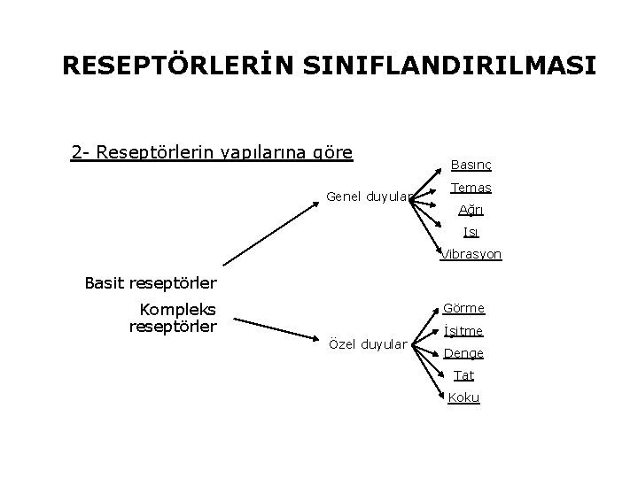 RESEPTÖRLERİN SINIFLANDIRILMASI 2 - Reseptörlerin yapılarına göre Genel duyular Basınç Temas Ağrı Isı Vibrasyon