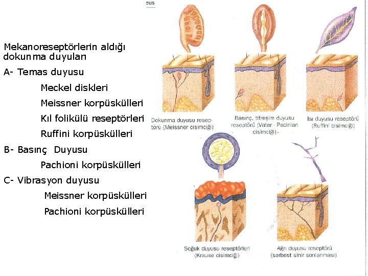 Mekanoreseptörlerin aldığı dokunma duyuları A- Temas duyusu Meckel diskleri Meissner korpüskülleri Kıl folikülü reseptörleri