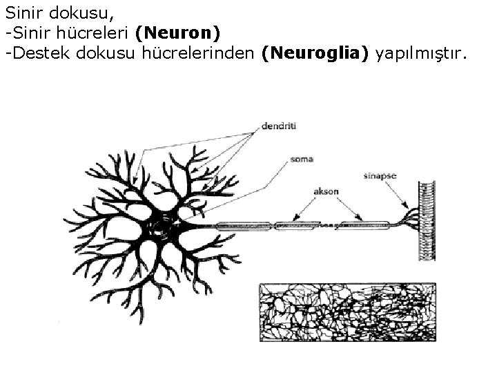 Sinir dokusu, -Sinir hücreleri (Neuron) -Destek dokusu hücrelerinden (Neuroglia) yapılmıştır. 