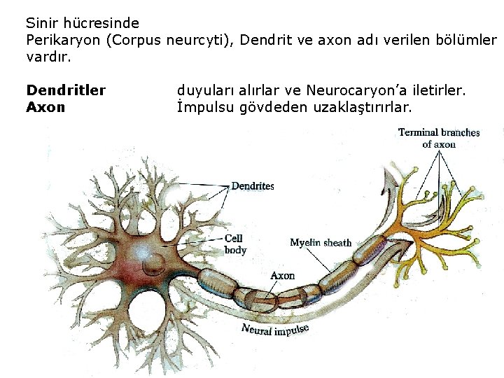 Sinir hücresinde Perikaryon (Corpus neurcyti), Dendrit ve axon adı verilen bölümler vardır. Dendritler Axon