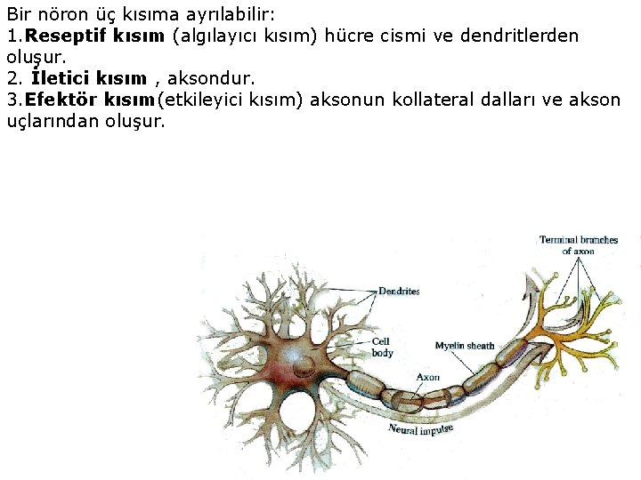 Bir nöron üç kısıma ayrılabilir: 1. Reseptif kısım (algılayıcı kısım) hücre cismi ve dendritlerden