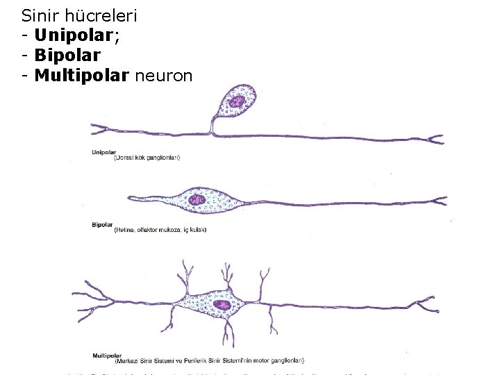 Sinir hücreleri - Unipolar; - Bipolar - Multipolar neuron 