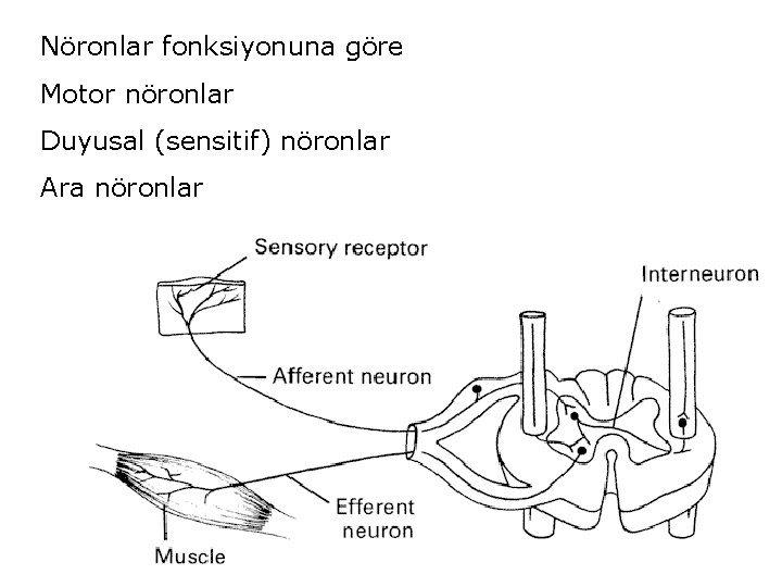 Nöronlar fonksiyonuna göre Motor nöronlar Duyusal (sensitif) nöronlar Ara nöronlar 