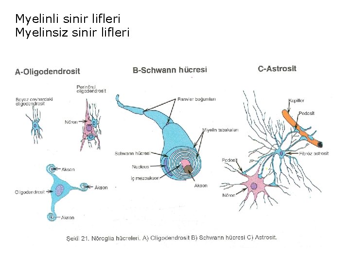 Myelinli sinir lifleri Myelinsiz sinir lifleri 