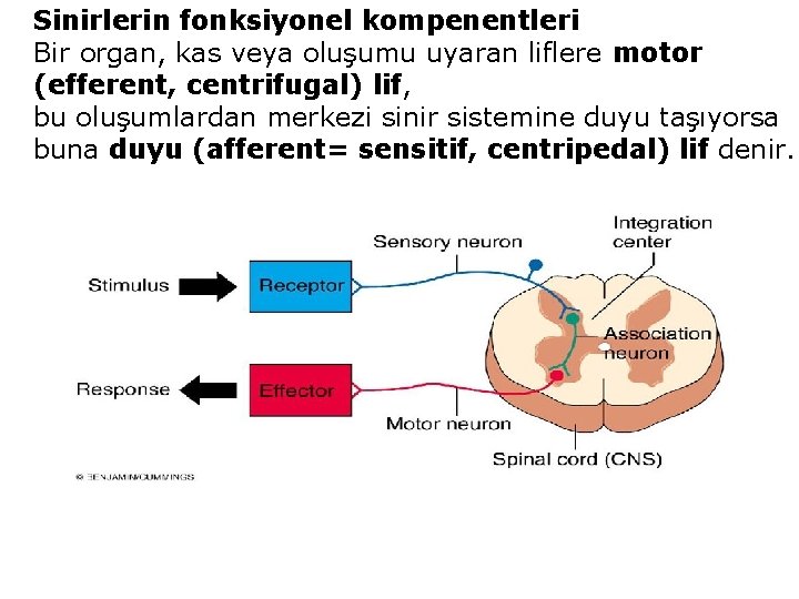 Sinirlerin fonksiyonel kompenentleri Bir organ, kas veya oluşumu uyaran liflere motor (efferent, centrifugal) lif,