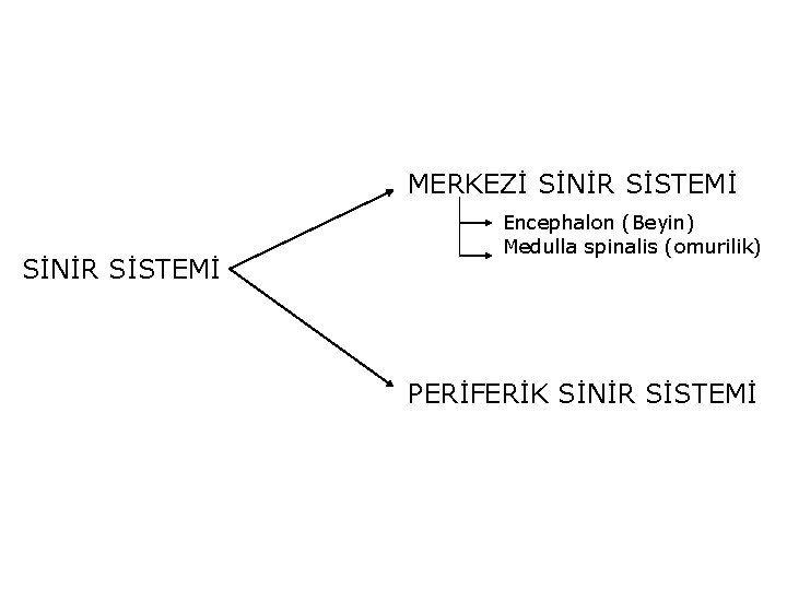 MERKEZİ SİNİR SİSTEMİ Encephalon (Beyin) Medulla spinalis (omurilik) PERİFERİK SİNİR SİSTEMİ 