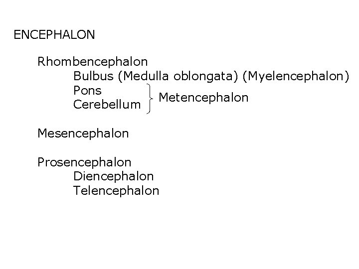 ENCEPHALON Rhombencephalon Bulbus (Medulla oblongata) (Myelencephalon) Pons Metencephalon Cerebellum Mesencephalon Prosencephalon Diencephalon Telencephalon 