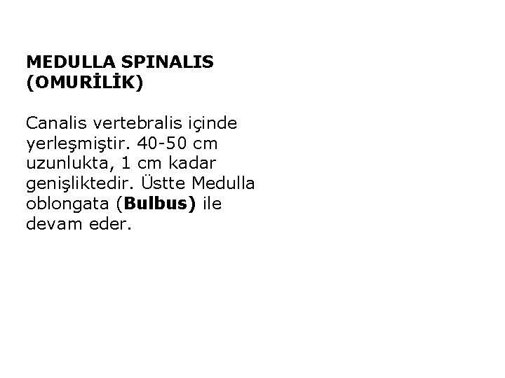 MEDULLA SPINALIS (OMURİLİK) Canalis vertebralis içinde yerleşmiştir. 40 -50 cm uzunlukta, 1 cm kadar