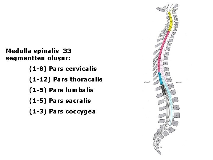 Medulla spinalis 33 segmentten oluşur: (1 -8) Pars cervicalis (1 -12) Pars thoracalis (1