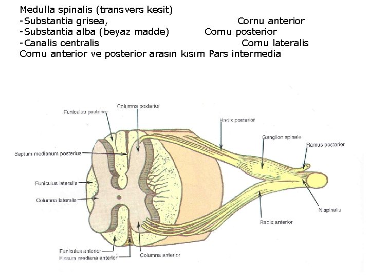 Medulla spinalis (transvers kesit) -Substantia grisea, Cornu anterior -Substantia alba (beyaz madde) Cornu posterior