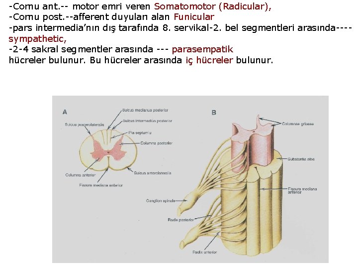 -Cornu ant. -- motor emri veren Somatomotor (Radicular), -Cornu post. --afferent duyuları alan Funicular