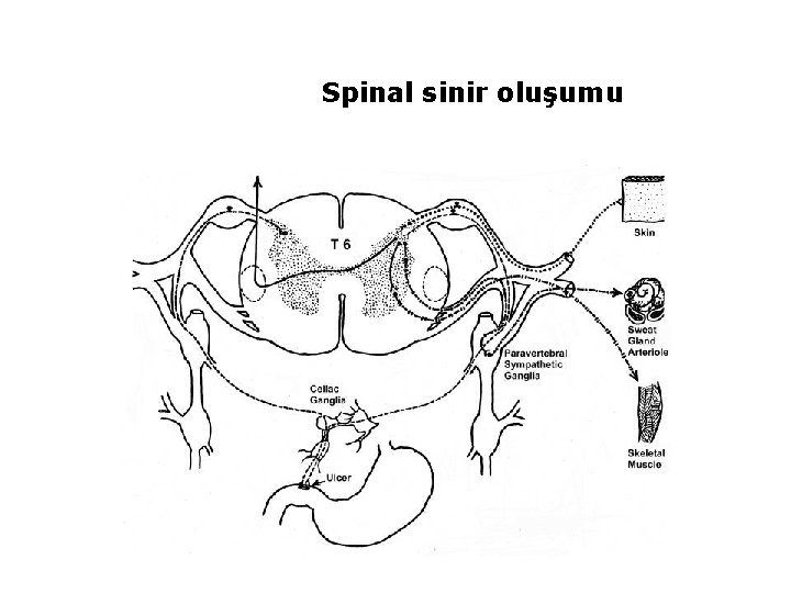 Spinal sinir oluşumu 