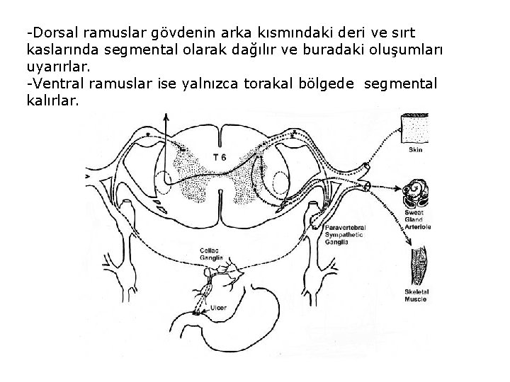 -Dorsal ramuslar gövdenin arka kısmındaki deri ve sırt kaslarında segmental olarak dağılır ve buradaki