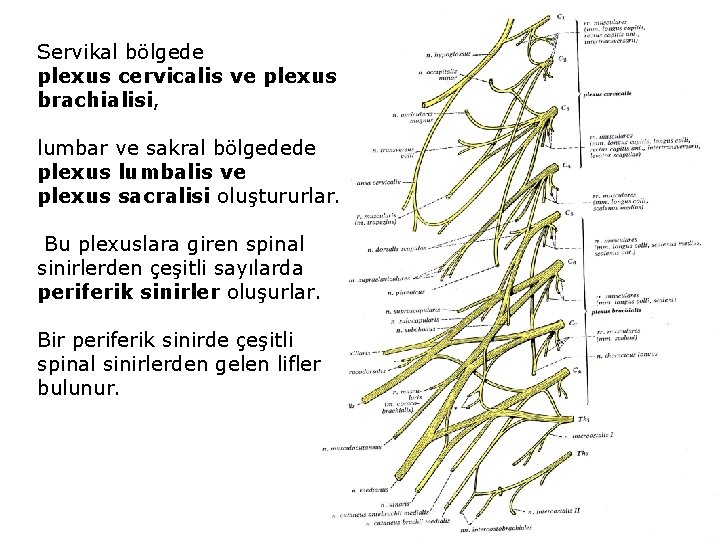 Servikal bölgede plexus cervicalis ve plexus brachialisi, lumbar ve sakral bölgedede plexus lumbalis ve