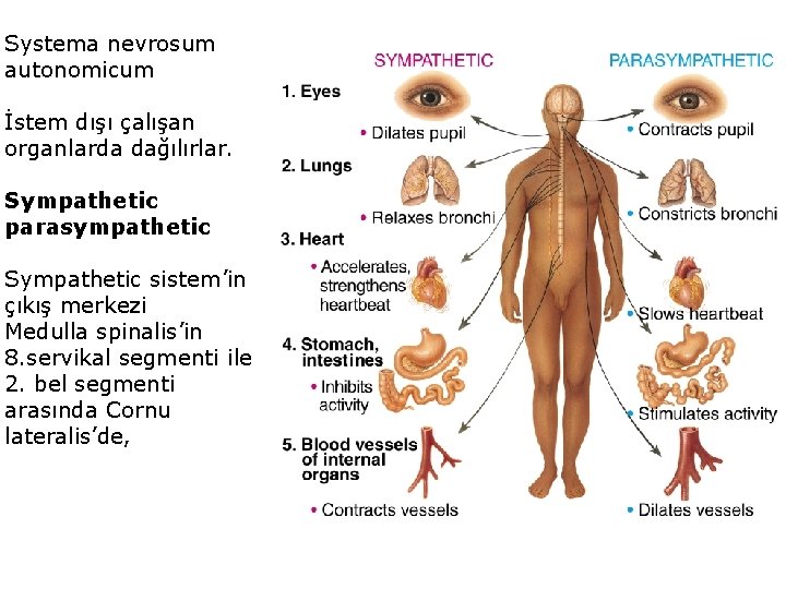 Systema nevrosum autonomicum İstem dışı çalışan organlarda dağılırlar. Sympathetic parasympathetic Sympathetic sistem’in çıkış merkezi