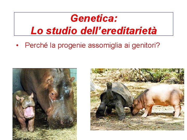 Genetica: Lo studio dell’ereditarietà • Perché la progenie assomiglia ai genitori? 