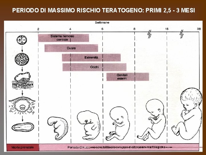 PERIODO DI MASSIMO RISCHIO TERATOGENO: PRIMI 2, 5 - 3 MESI 