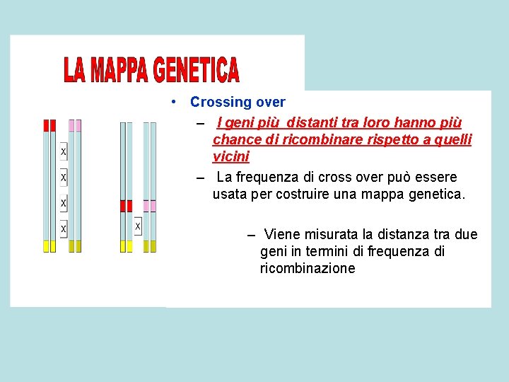  • Crossing over – I geni più distanti tra loro hanno più chance