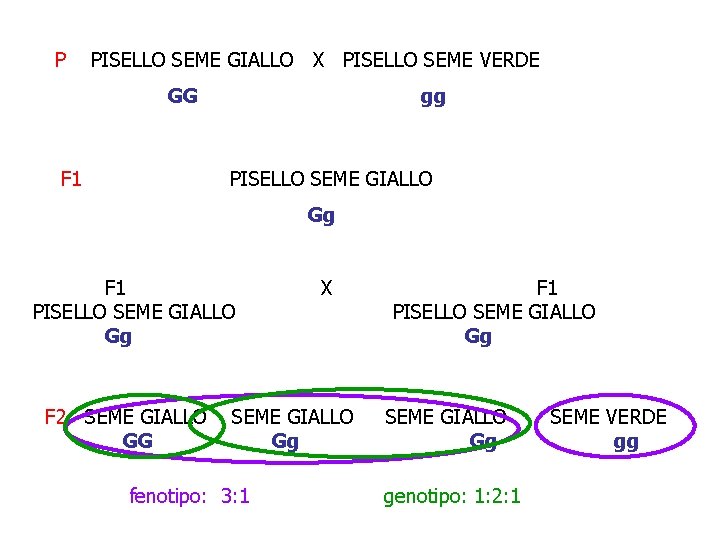 P PISELLO SEME GIALLO X PISELLO SEME VERDE GG F 1 gg PISELLO SEME