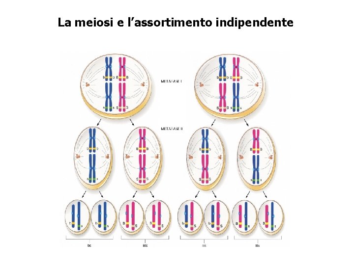 La meiosi e l’assortimento indipendente 