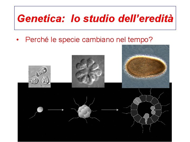 Genetica: lo studio dell’eredità • Perché le specie cambiano nel tempo? 