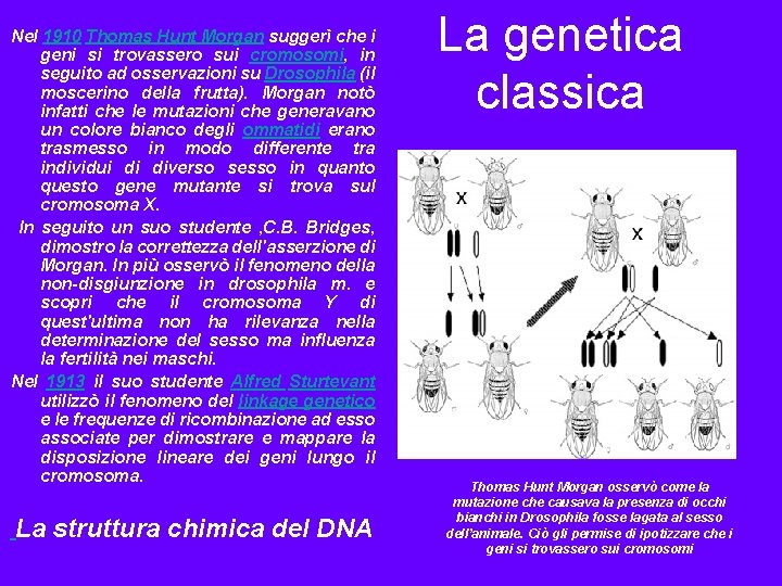 Nel 1910 Thomas Hunt Morgan suggerì che i geni si trovassero sui cromosomi, in