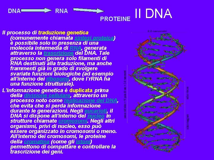 DNA RNA PROTEINE Il processo di traduzione genetica (comunemente chiamata sintesi proteica) è possibile