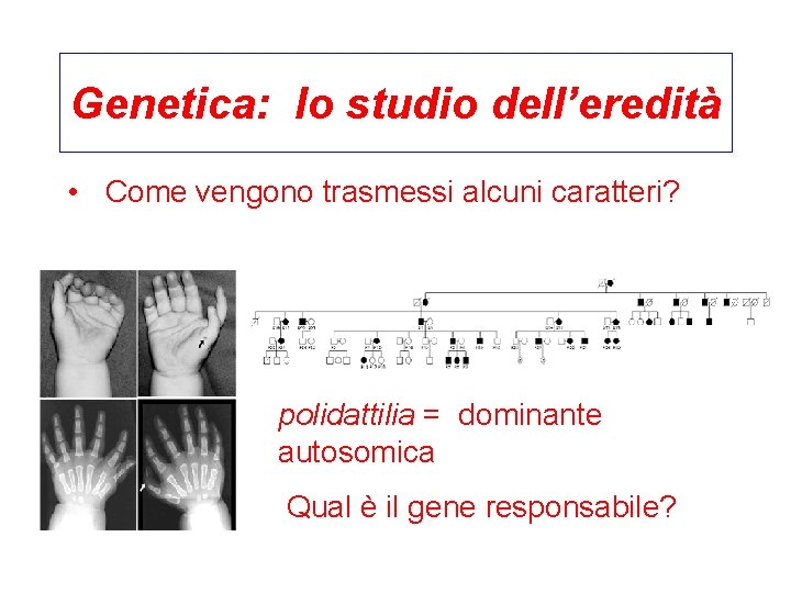 Genetica: lo studio dell’eredità • Come vengono trasmessi alcuni caratteri? polidattilia = dominante autosomica