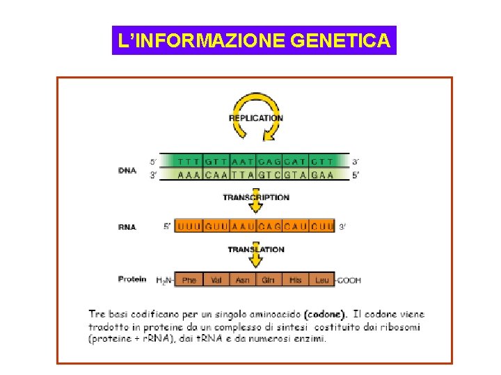 L’INFORMAZIONE GENETICA 