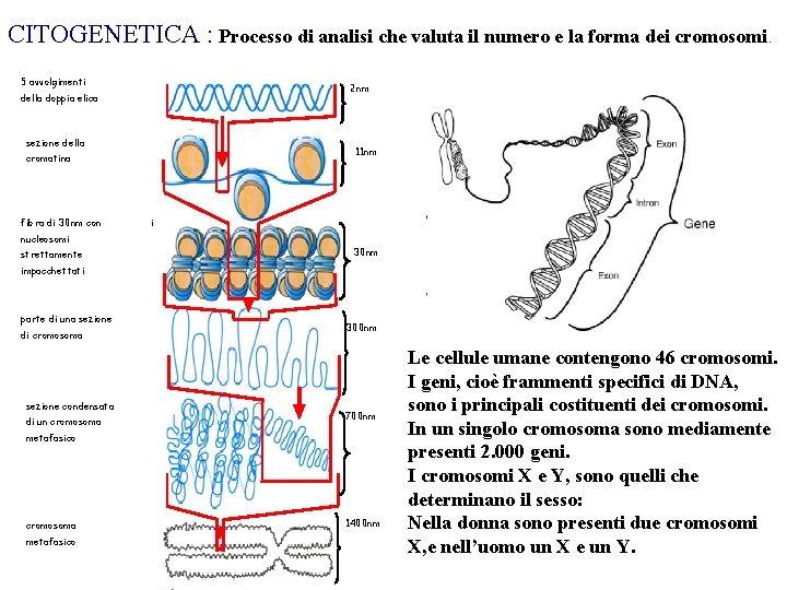 CITOGENETICA : Processo di analisi che valuta il numero e la forma dei cromosomi.