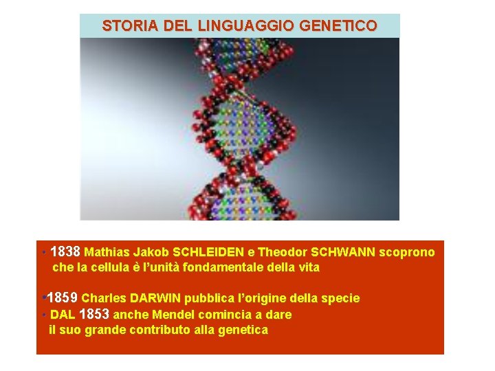 STORIA DEL LINGUAGGIO GENETICO • 1838 Mathias Jakob SCHLEIDEN e Theodor SCHWANN scoprono che